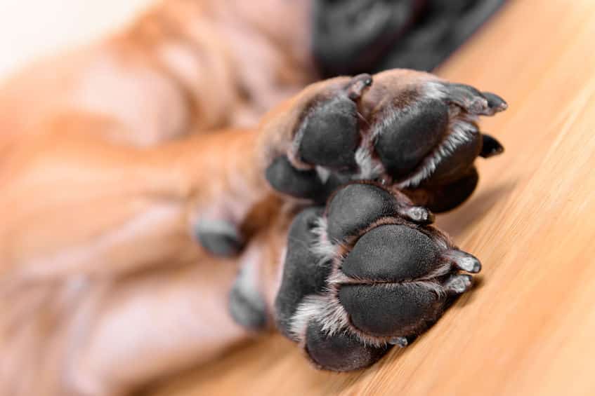 Protect dogs and cats' paw pads in winter - Dermoscent®