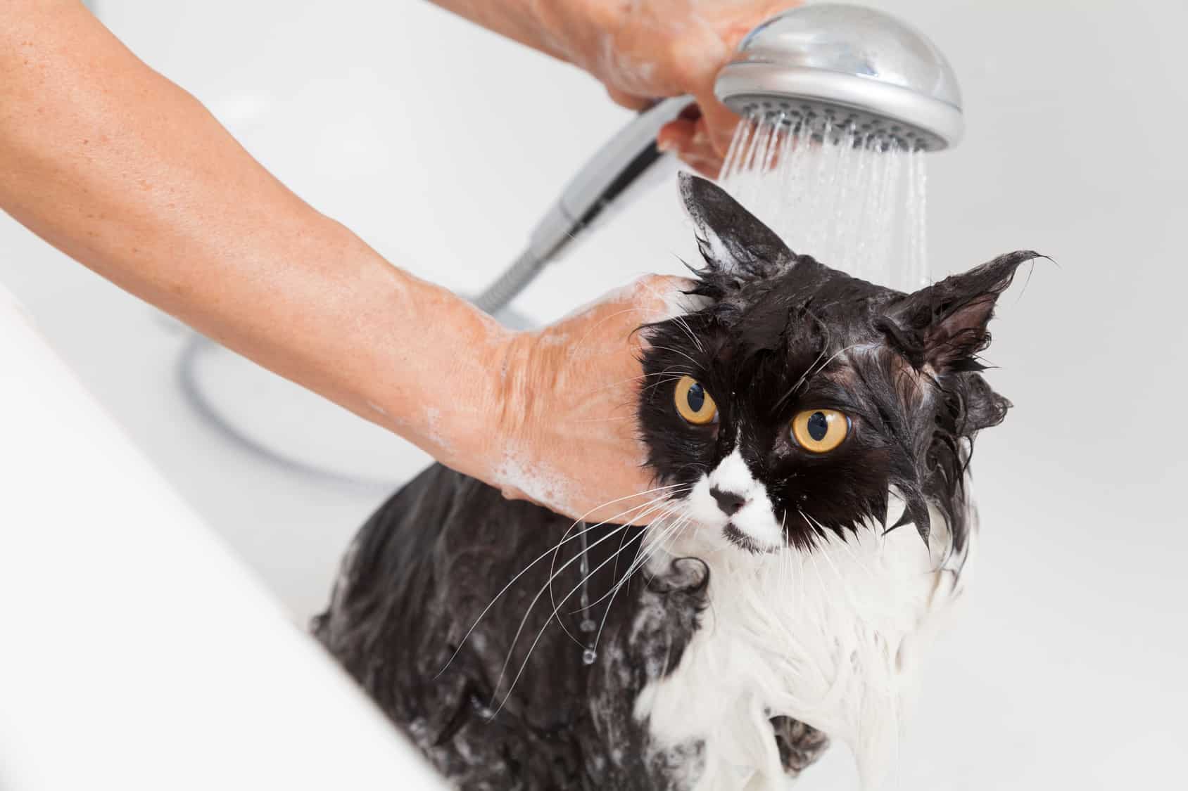 Моем кошке голову. Мытье кошки. Кота моют. Помытый кот. Купание кошки.