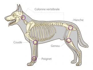 Comment soulager l'arthrose du chien naturellement ?