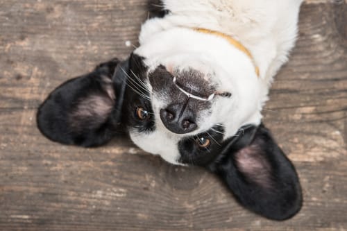 Nettoyer les oreilles d'un chien : 4 étapes à respecter !