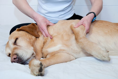 Les conseils du quotidien en cas d'arthrose chez le chien et le chat -  Dômes Pharma France