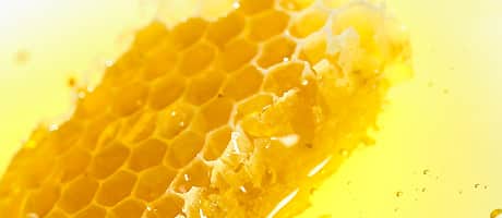 Soigner naturellement votre animal avec le propolis