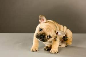 Infection cutanée chien, les solutions Dermoscent