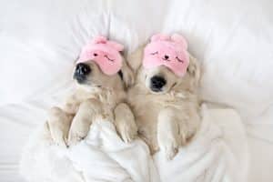 Scéance de relaxation pour ces 2 chiens stressés