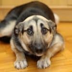 Les conseils vétérinaires Dermoscent pour soulager un chien stressé