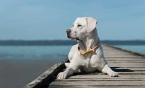 Chien et coup de soleil, protéger son animal avec Dermoscent