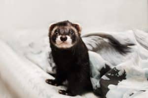 La mauvaise odeur chez le furet, les solutions Dermoscent