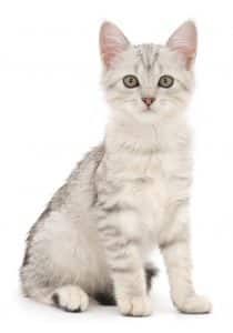 Protégez la peau de votre chat du soleil