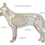 L'arthrose chez le chien et le chat