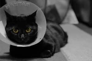 Chouchoutez votre chat après sa convalescence
