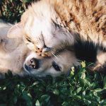Chenille processionnaire chat, attention au danger