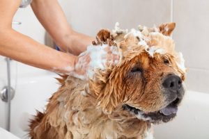 Mue du chien, mieux contrôler la chute de poils ?