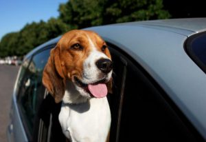 Chien stressé ? Les solutions Dermoscent pour le calmer naturellement