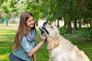 Comment bien brosser son chien