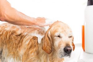 Infection cutanée chien et chat
