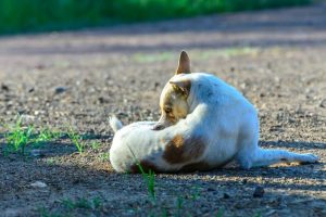 Dermatite allergique chez le chien