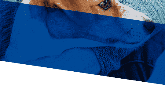 Laboratoire pharmaceutique vétérinaire au service des propriétaires d'animaux