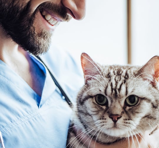 Laboratoire pharmaceutique vétérinaire au service