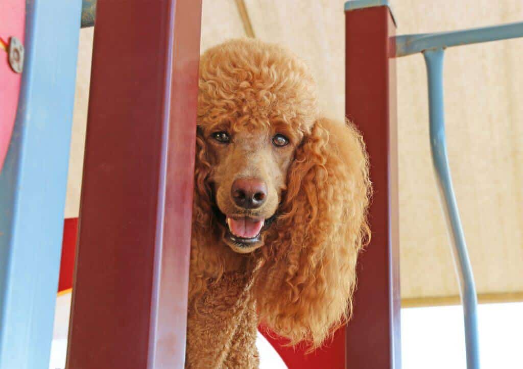 Soulager et soigner les problèmes de peau de votre chien