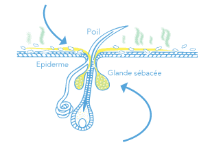 Schema processus renouvellement peau