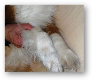 Essential Mousse before after dog paw