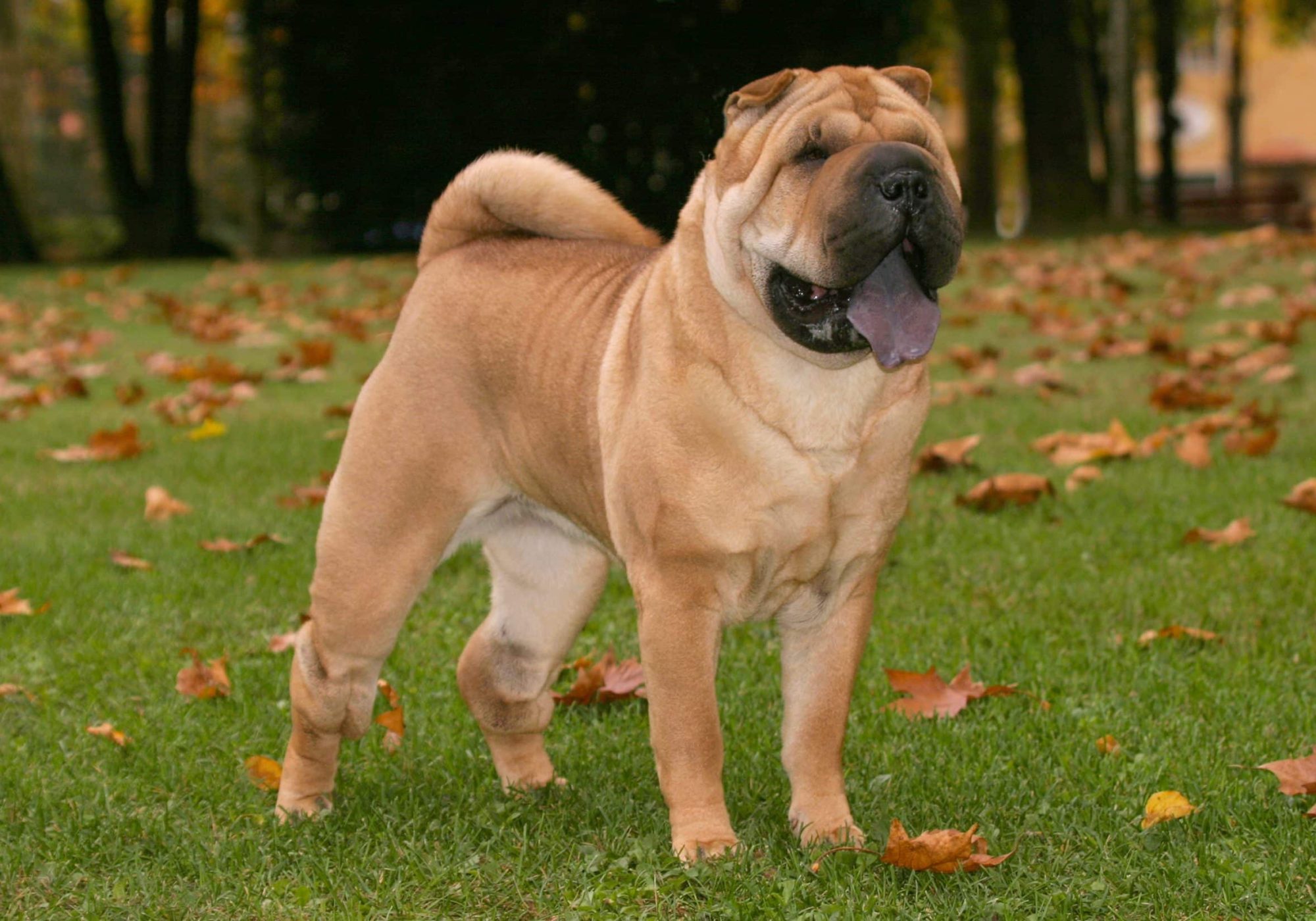 Shar Pei Dog Soins dermatologiques pour chien Dermoscent