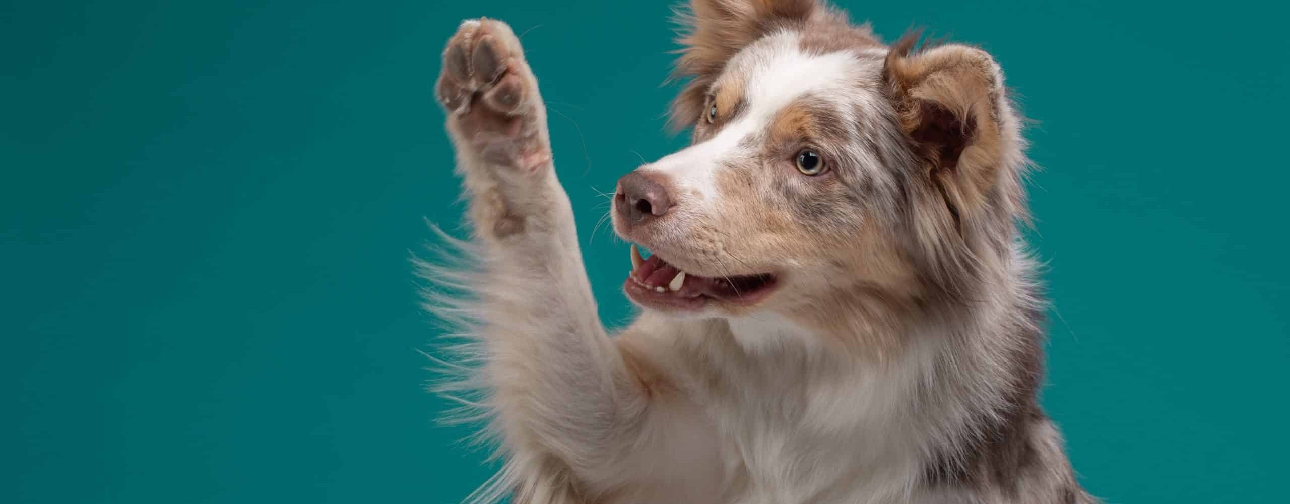 Dermoscent, soins naturels pour Chat, Chiens, Cheval & NAC
