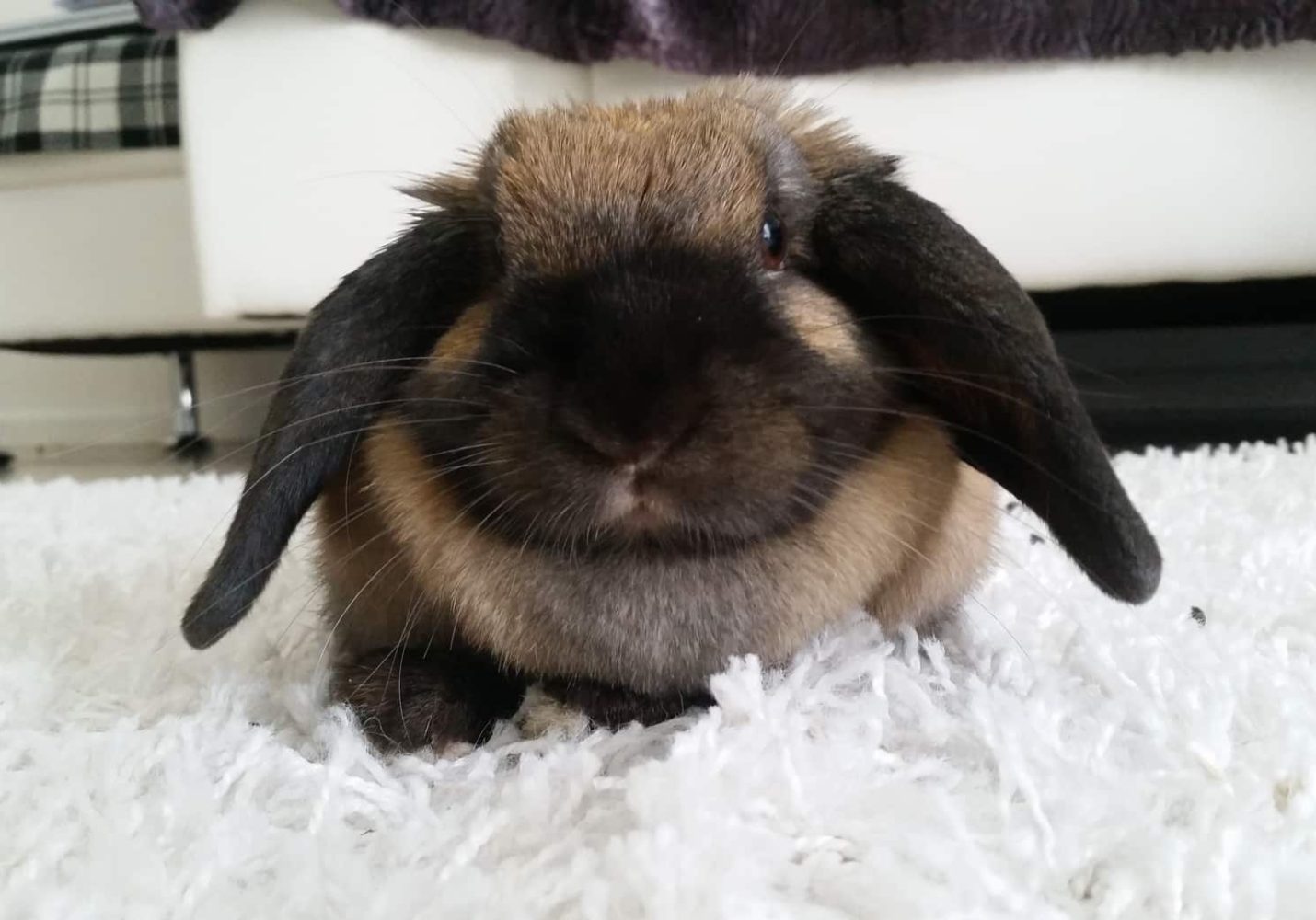 Le lapin le plus mignon au monde Soins naturels pour lapin Dermoscent