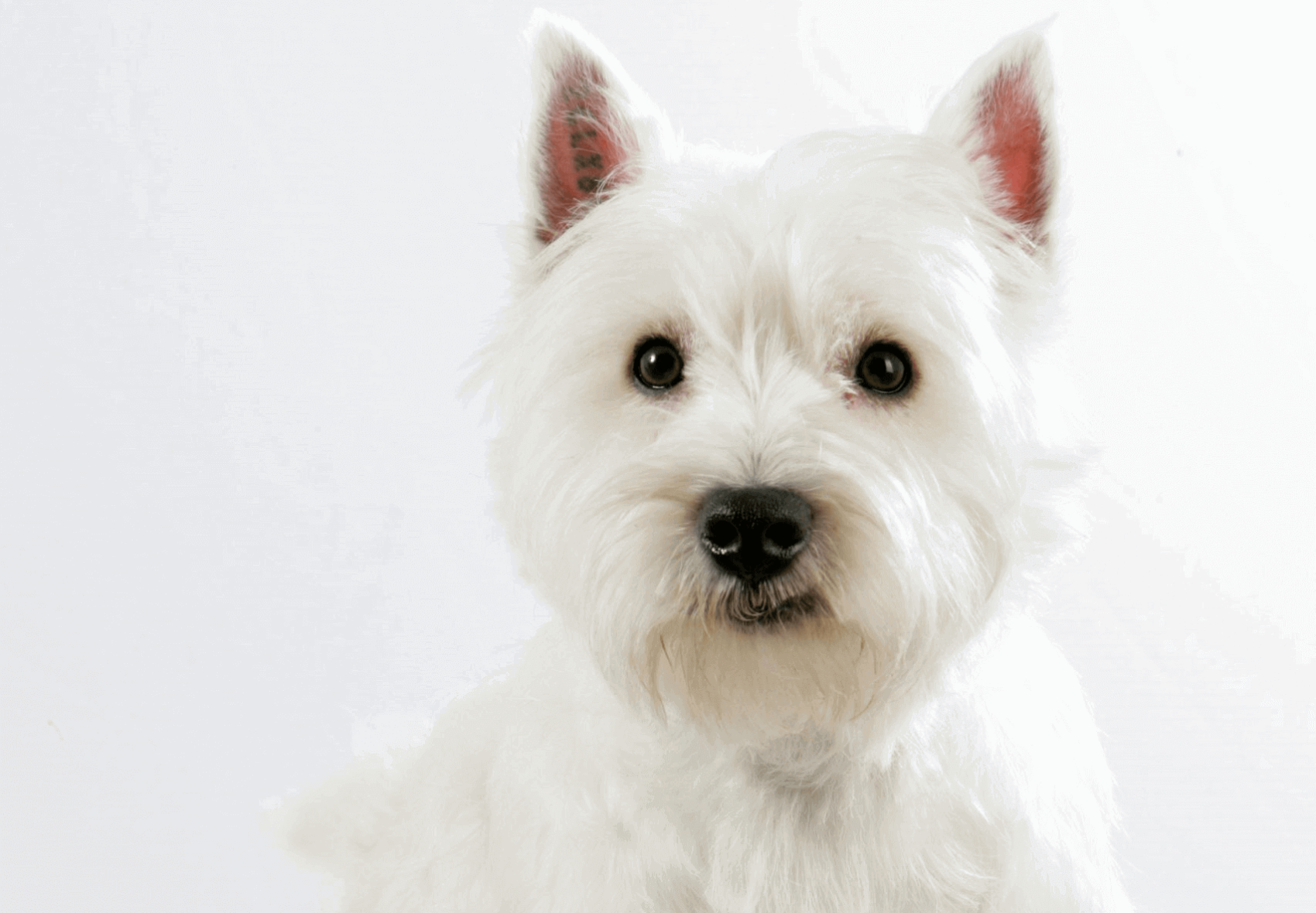 chien-blanc chien-blanc